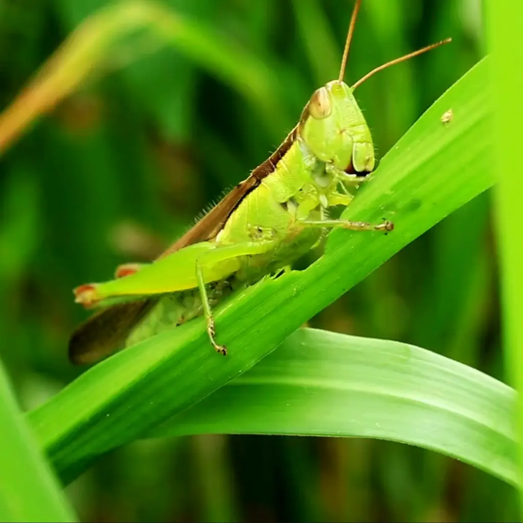 orthopteran
