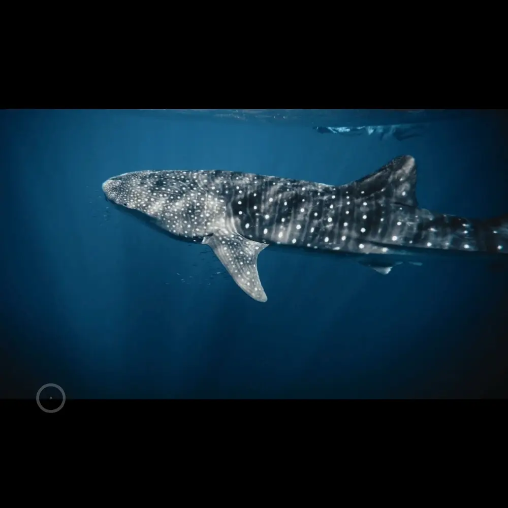 whaleshark