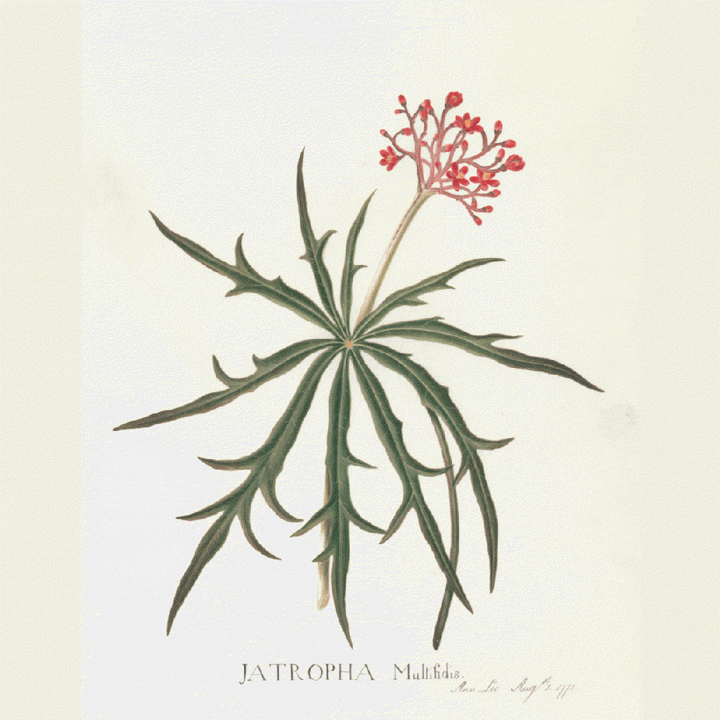 jatropha multifida