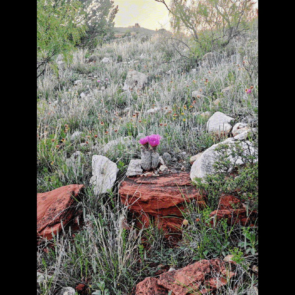 echinocereus