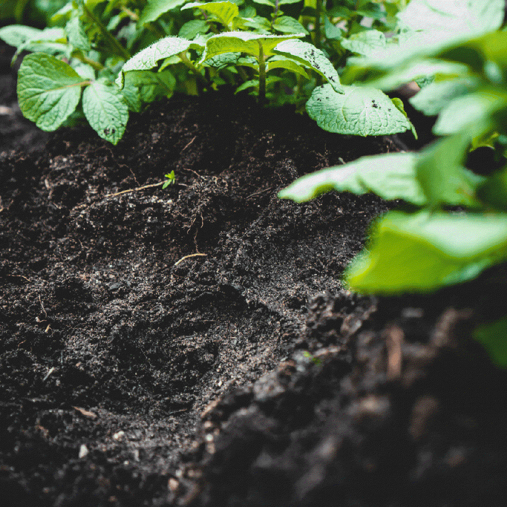 healthy soils