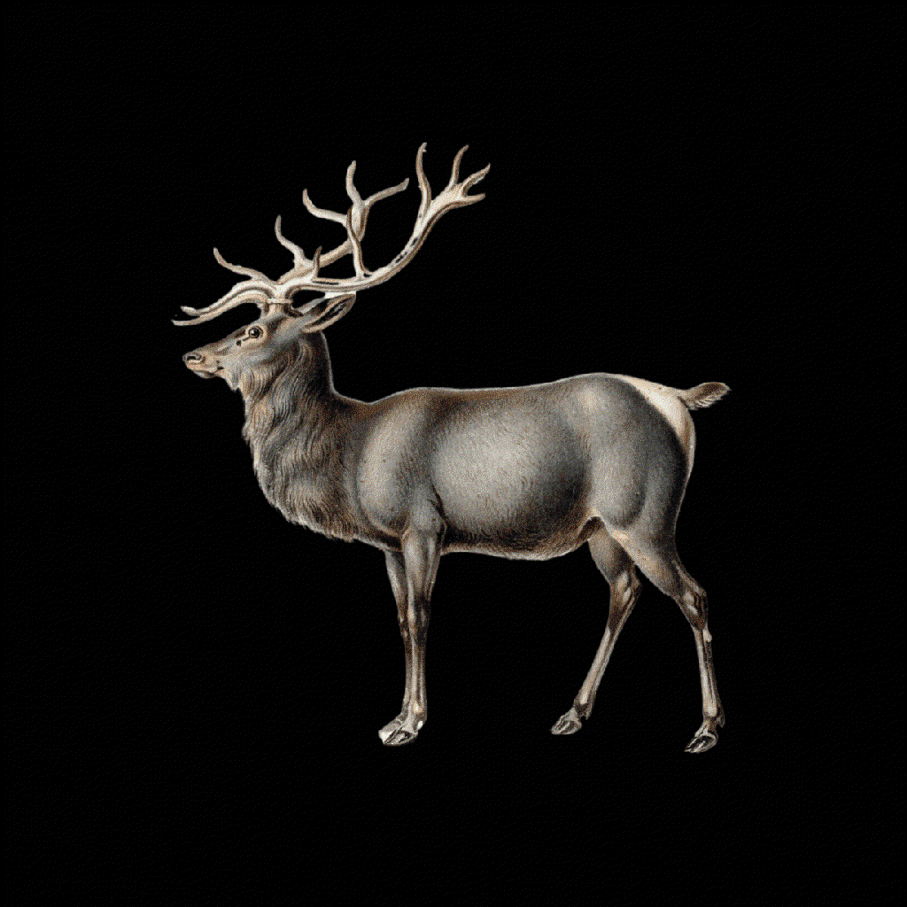 european elk