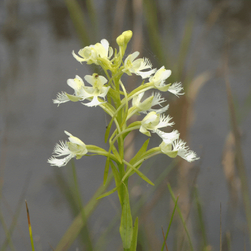 platanthera leucophaea