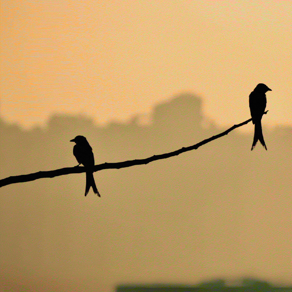 drongos