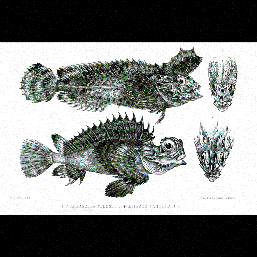 velvetfish
