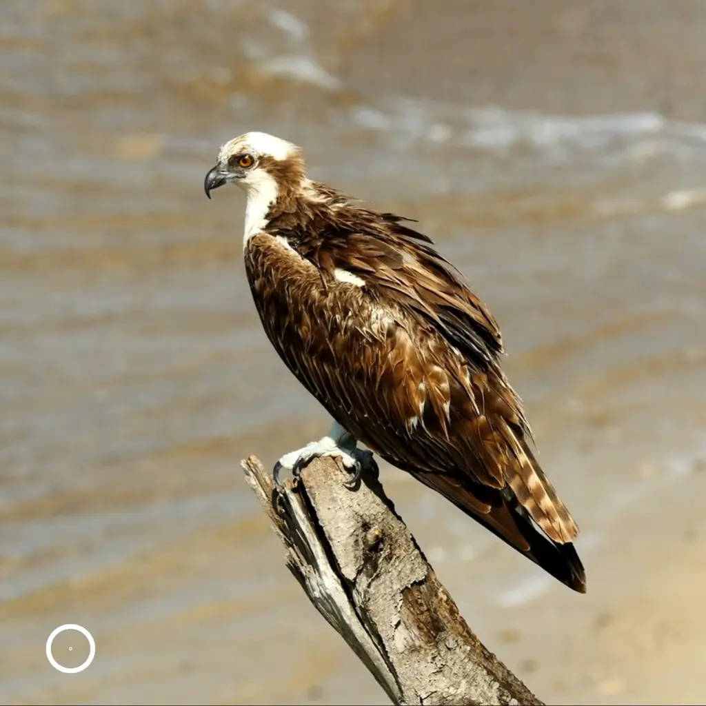 fishhawk
