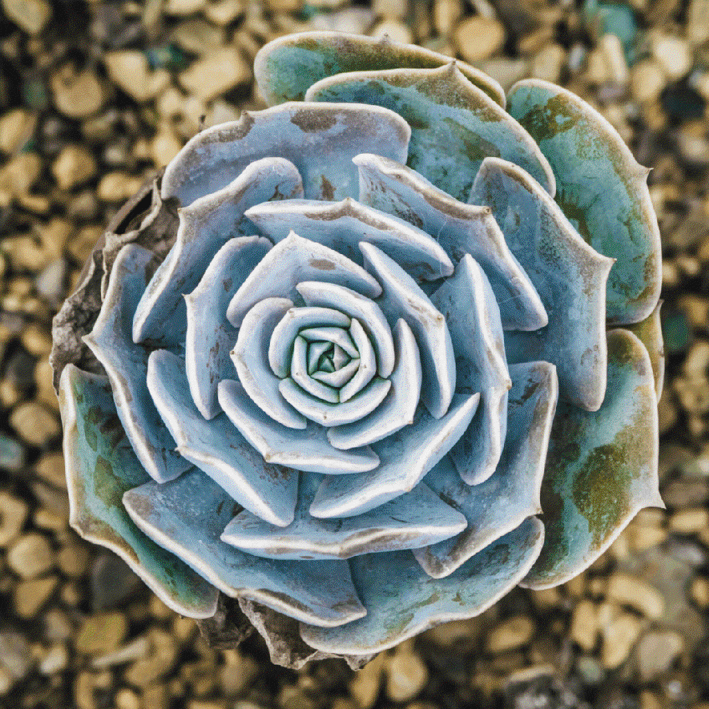 rosette