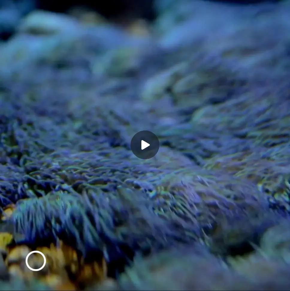 benthic