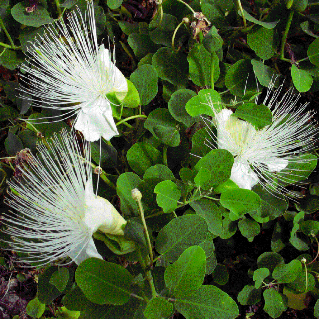 maiapilo