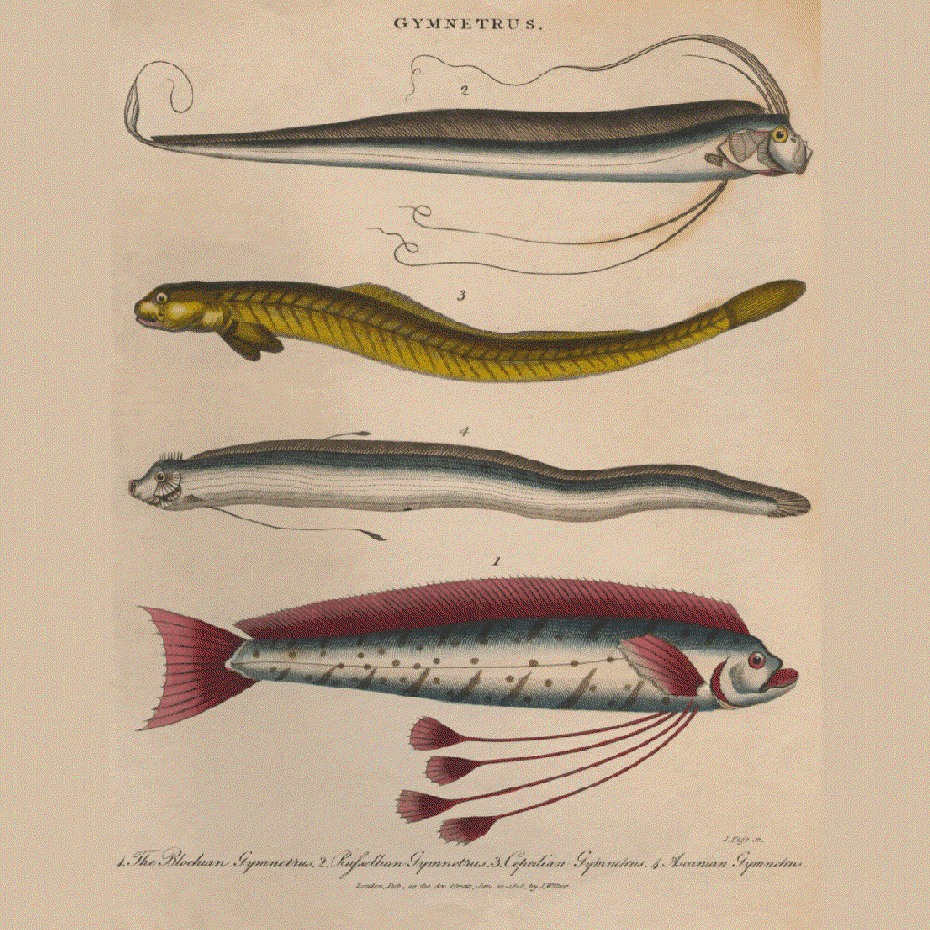 gymnetrus
