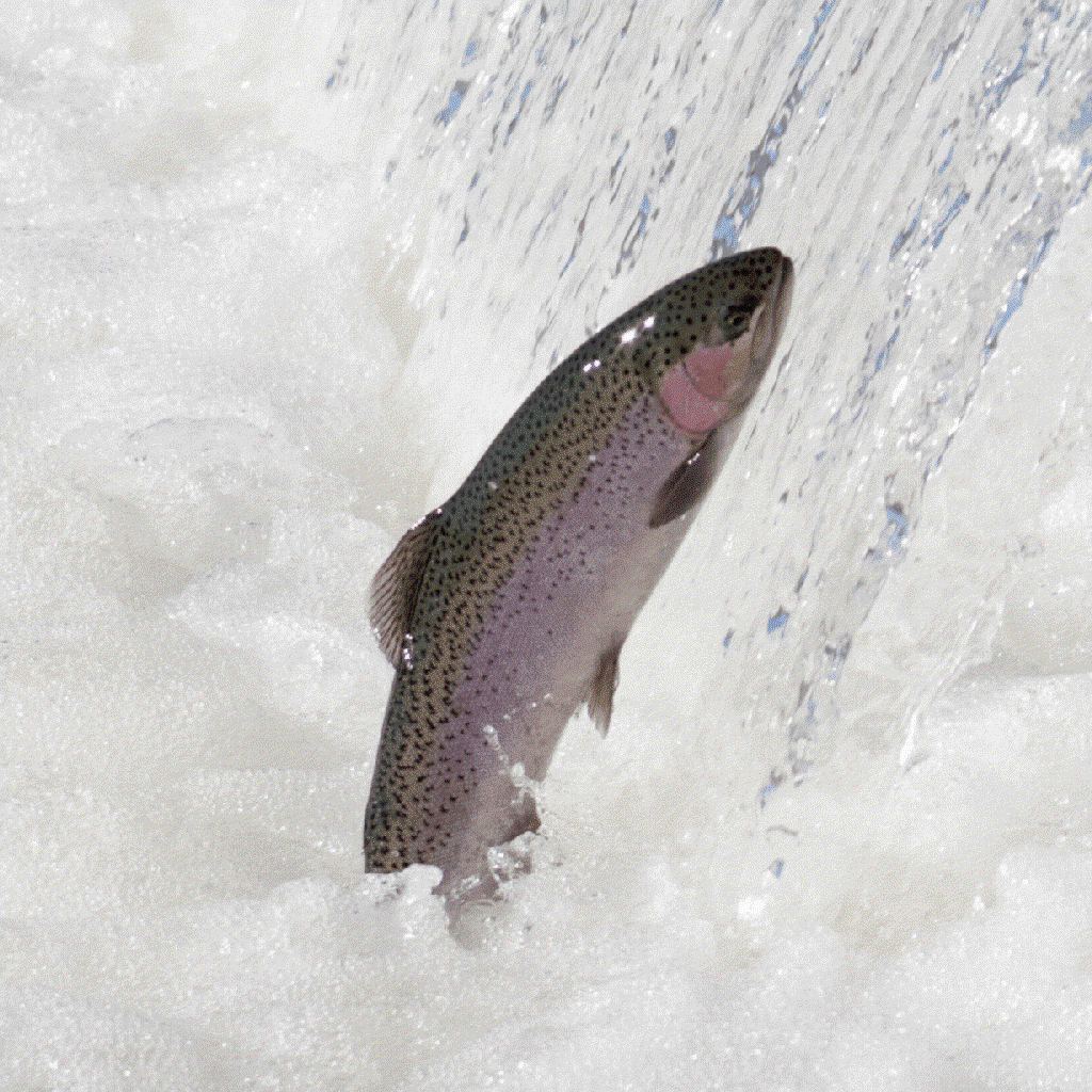 upstream