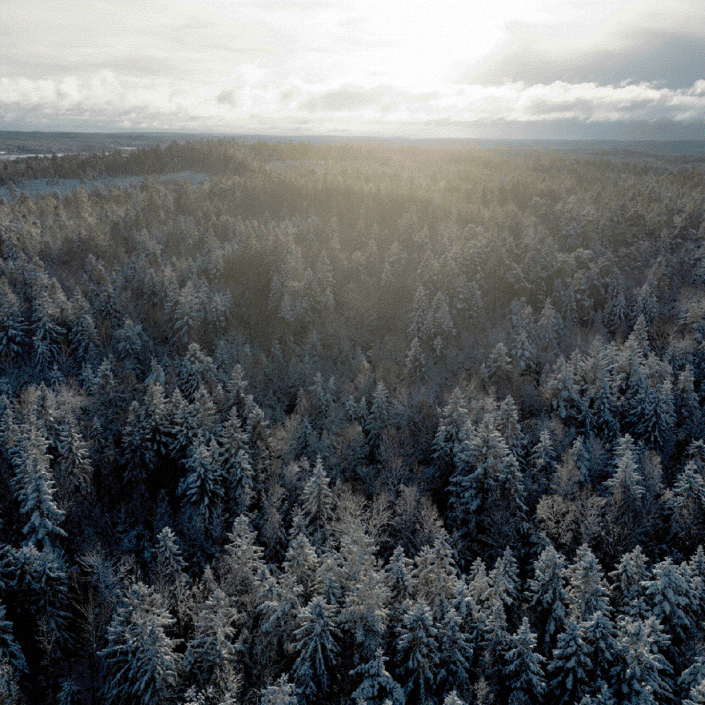 boreal forests