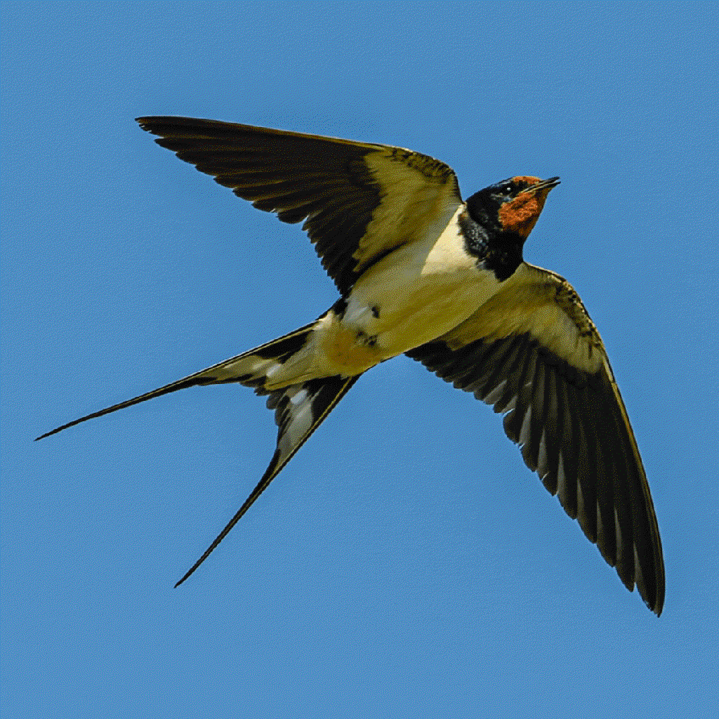 muralis