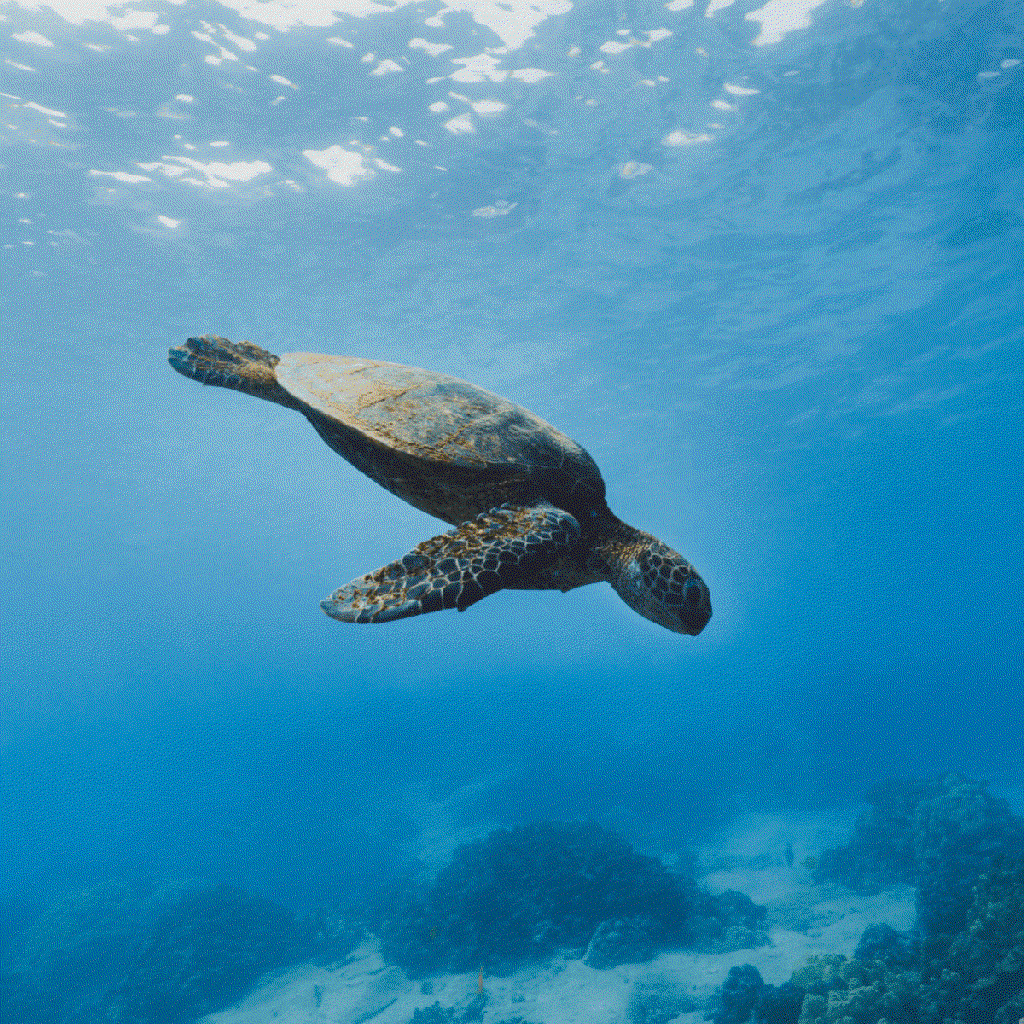 honu