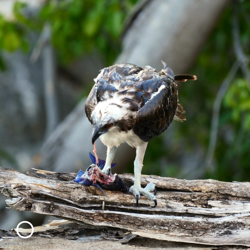 raptor