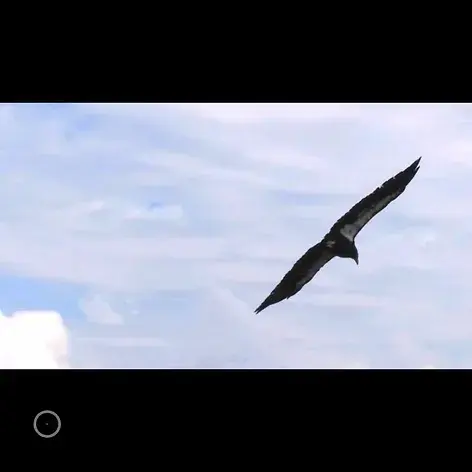 condor