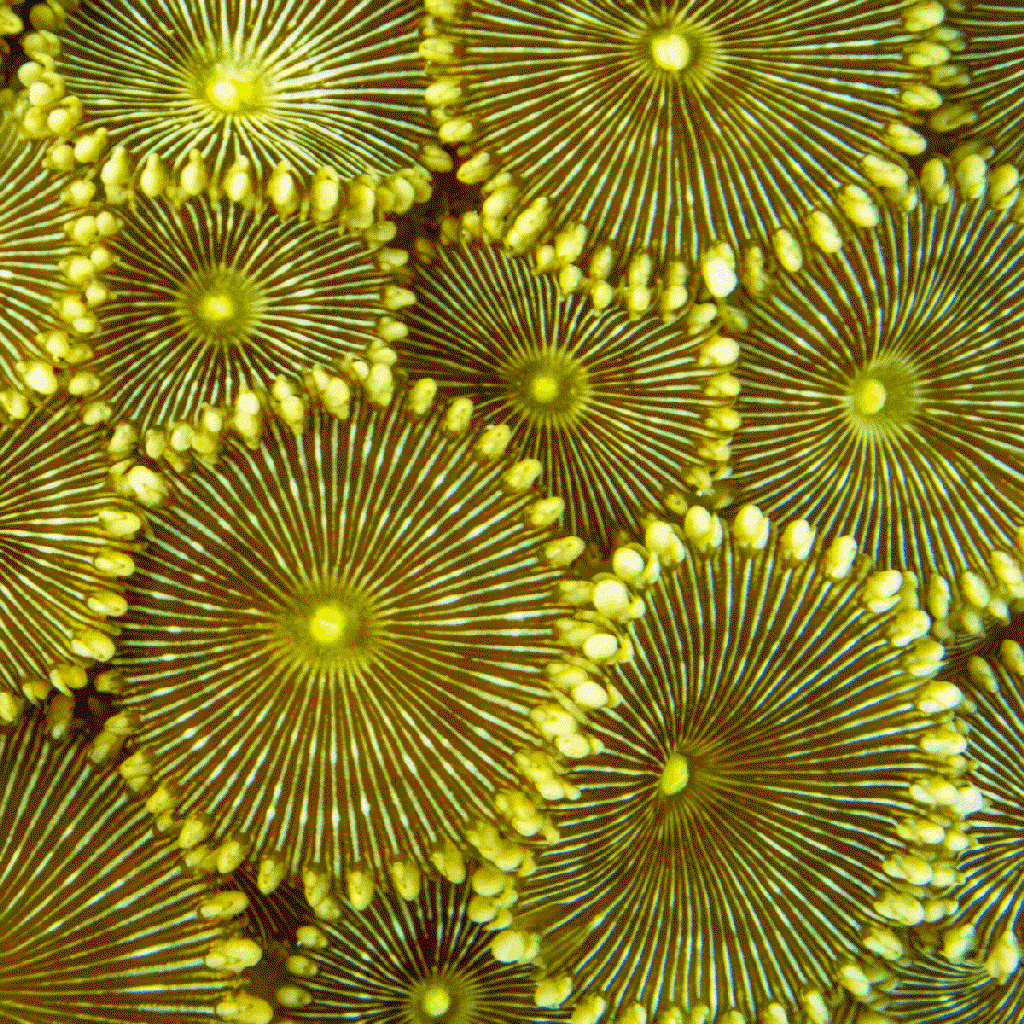 anthozoa