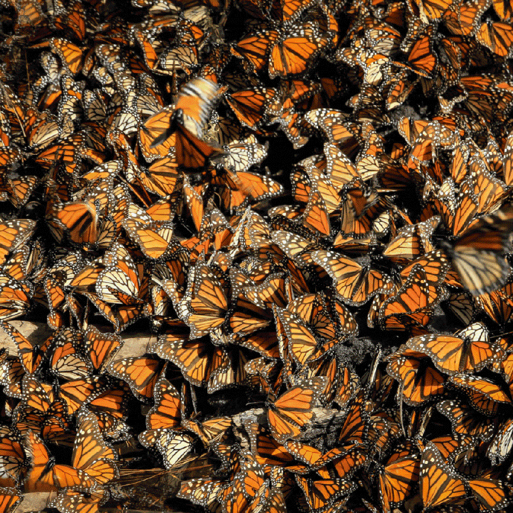monarch
