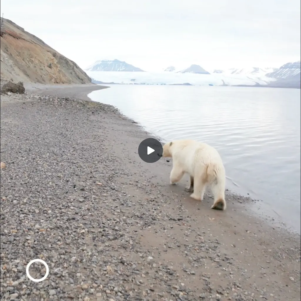 ICEBEAR