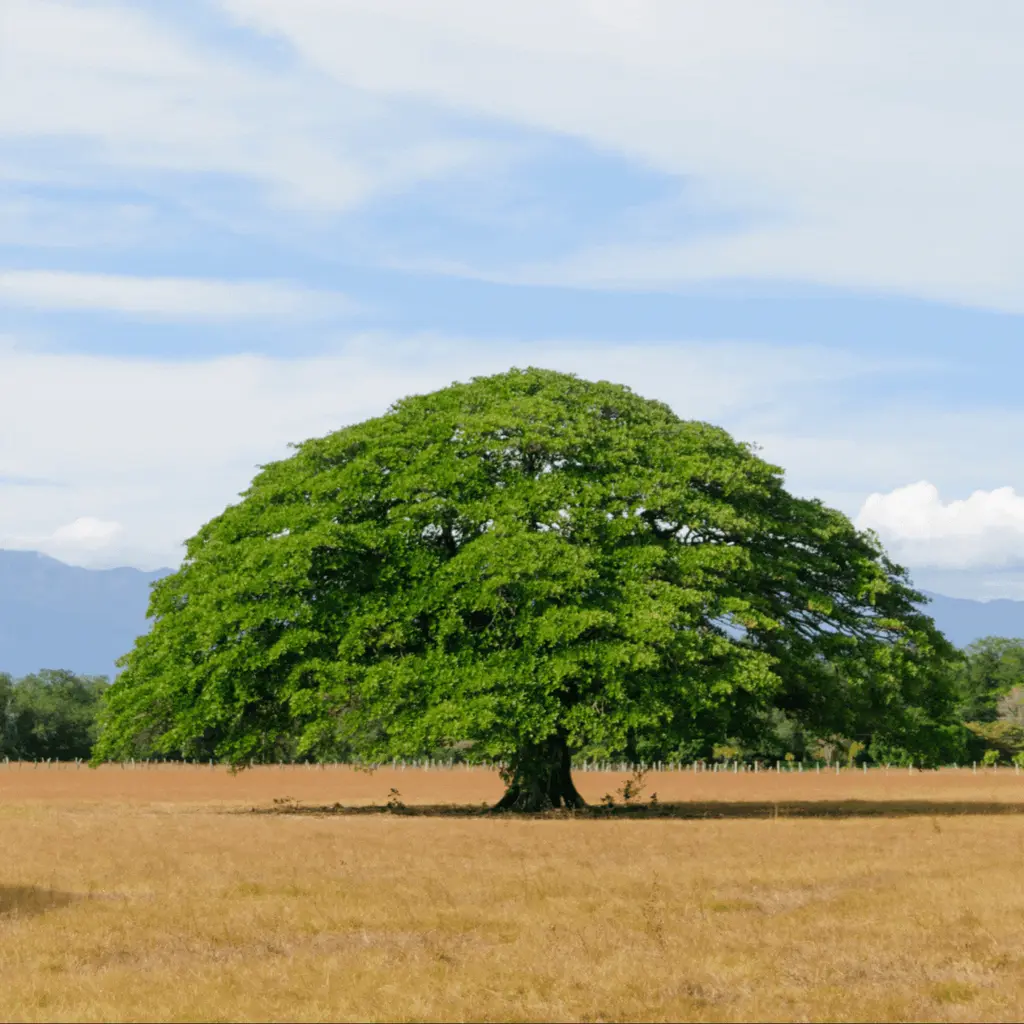 dryforests