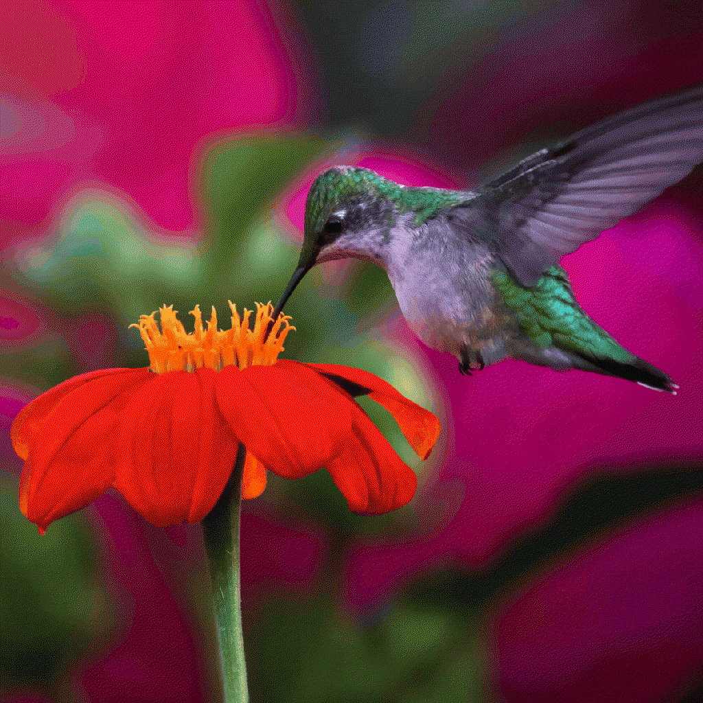 pollination