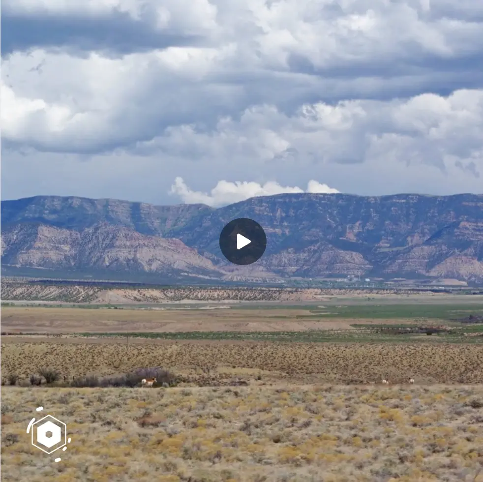 pronghorn