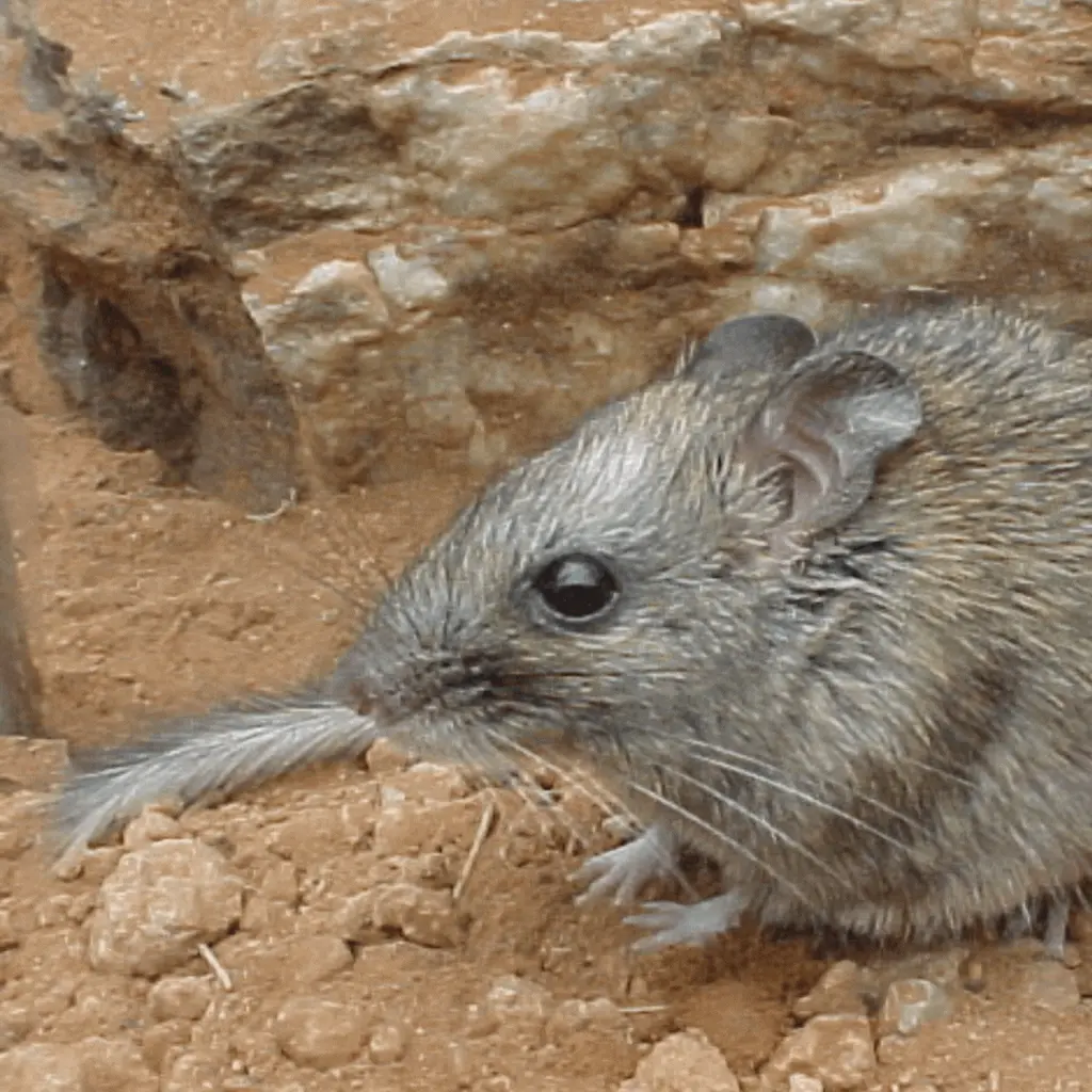 rockrat