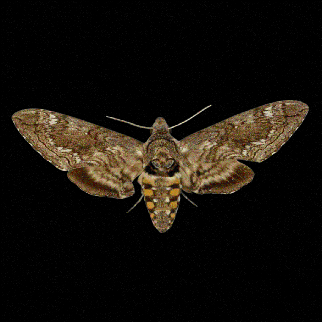 manduca blackburni