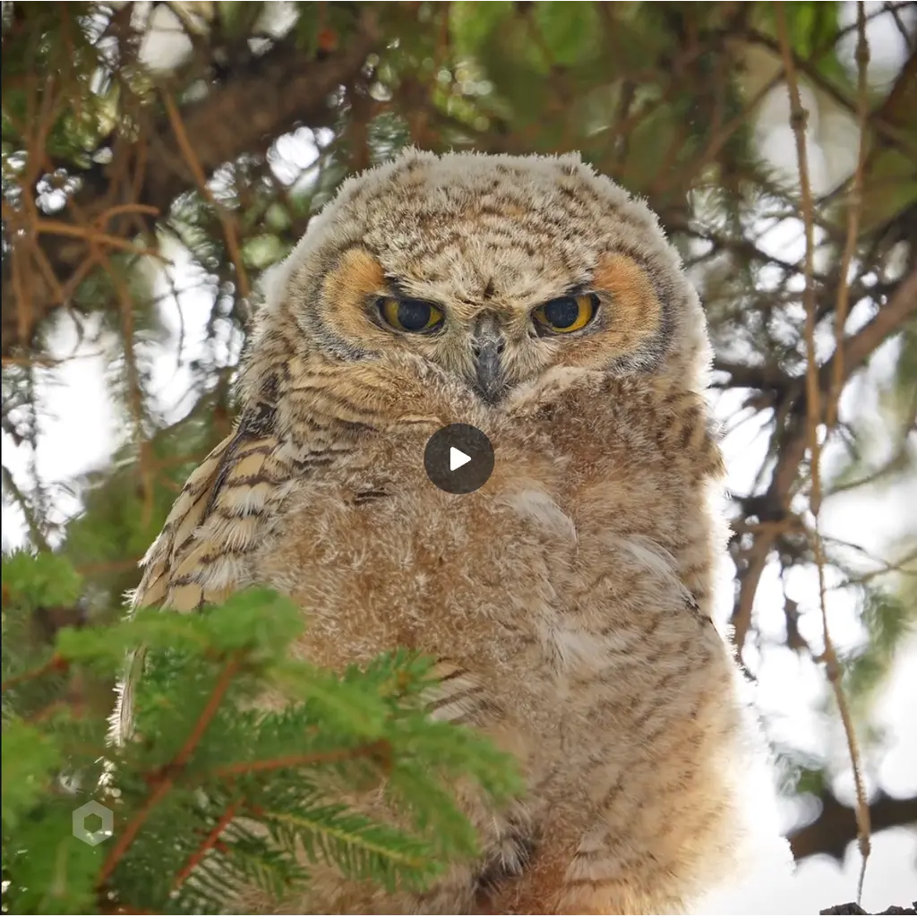 #bubo virginianus | great horned owl