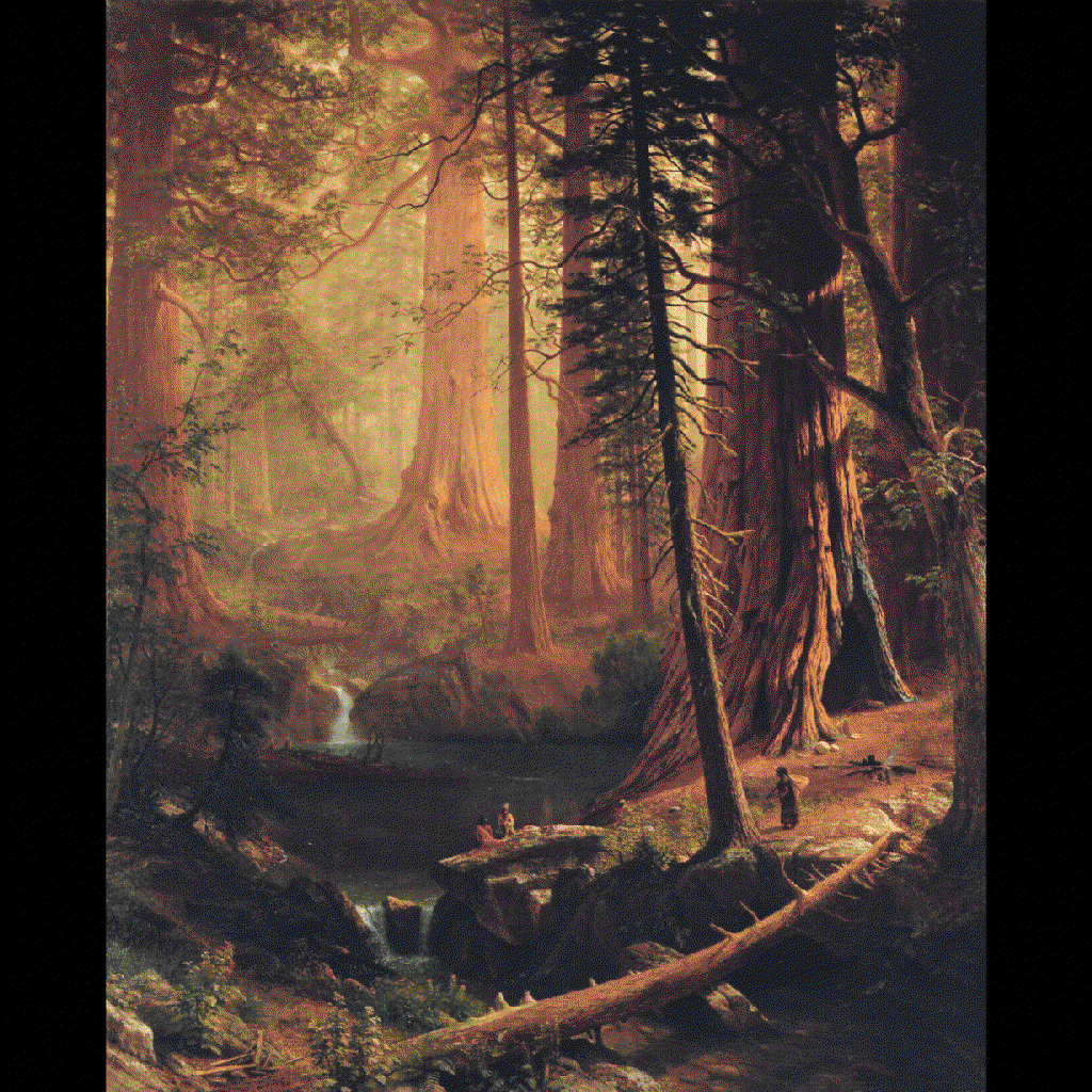 giant redwoods