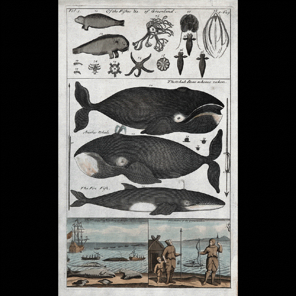 fishes