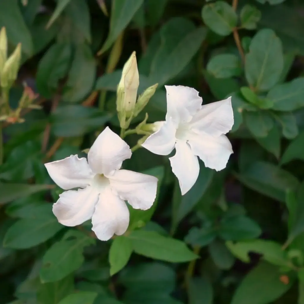 jasmine
