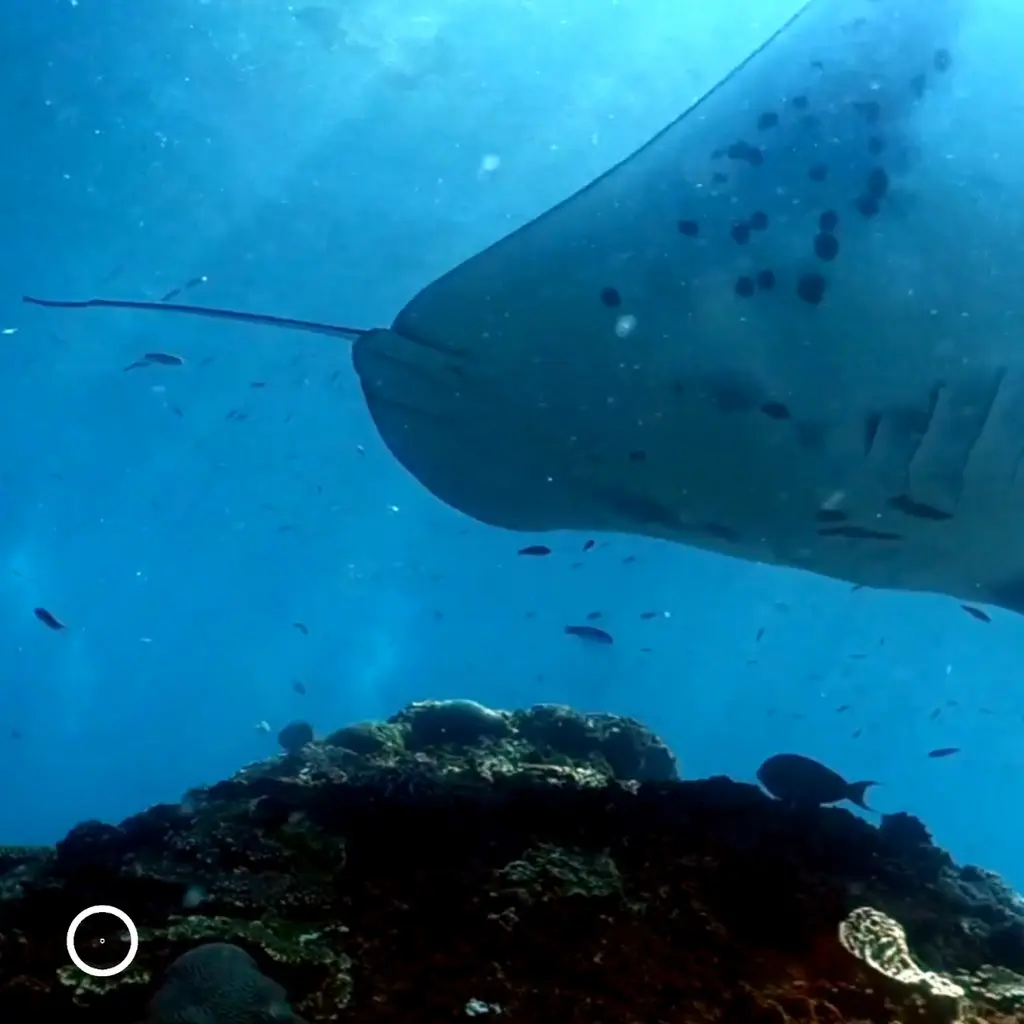 manta