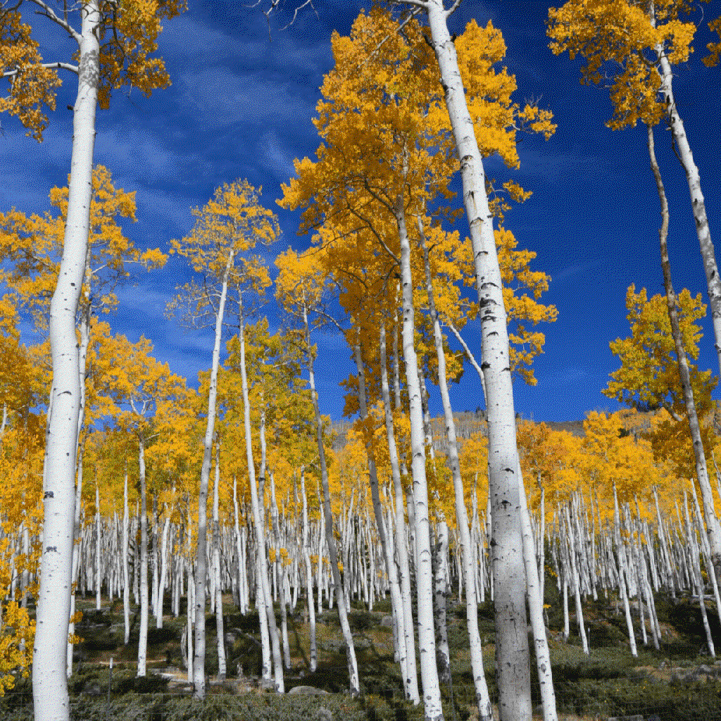 populus tremuloides