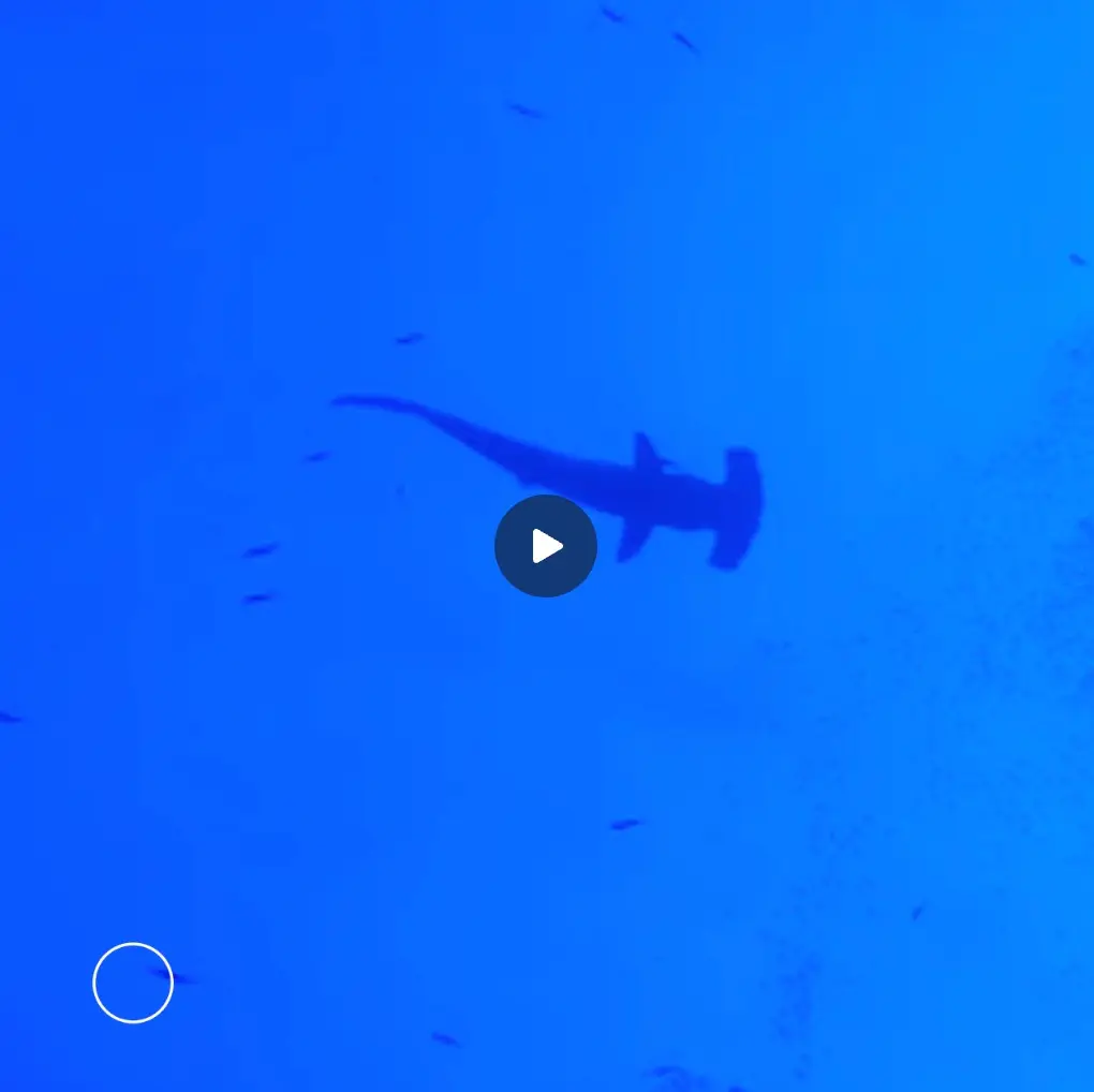 hammerhead